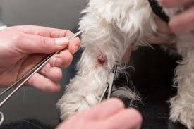 Skin Tags On Dogs How To Prevent And Remove Them In 2020 Skin Tag Dog Skin Diy Skin Tag Removal