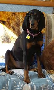Black And Tan Bloodhound Coonhound Black And Tan Coonhound Brandy Coonhound Beautiful Dogs Black And Tan
