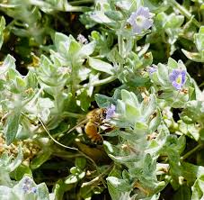 Image result for Stemodia serrata