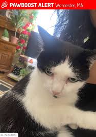 Searching for Mom's kittens in the Worcester area . Please Share ❣️