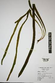 Image result for Ophioglossum gomezianum