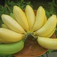 Ianya juga boleh direbus dan amat sedap dimakan dengan kelapa parut. Jenis Jenis Pisang Yang Harus Kalian Tahu Titipku