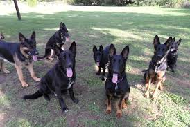 How we raise our german shepherd puppies. Large Old Fashioned Straight Backed German Shepherds