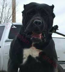 Q Aleman De La Arena Perro De Presa Canario Presa Canario Dogs Animals