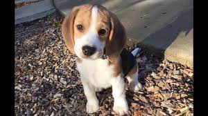 Depending on breed, a dog experiences the raging hormones of adolescence anywhere from eight months to two years or more. Beagle Puppy From 10 Weeks To 10 Months Youtube