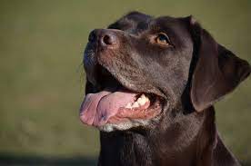 While dogs do normally have bad breath, the specific fishiness of your dog's odor is disconcerting. Sometimes It S Not Teeth Other Causes Of Bad Breath In Pets Vet Help Direct