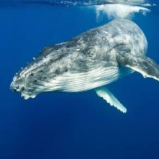 We don't know much about the ocean. Quiz Ocean Safari