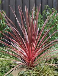 Image result for Cordyline