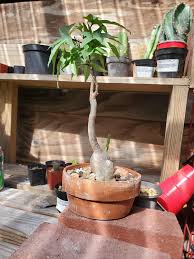 Image result for Ipomoea mauritiana