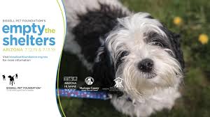 Learn more about arizona animal welfare league & spca in phoenix, az, and search the available pets they have up for adoption on petfinder. Free Pet Adoptions This Weekend In The Valley