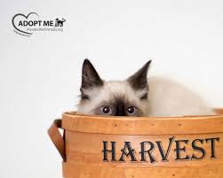 Instagram @mothesiamese this video was inspired by cole and marmalade's 9 reasons to adopt a ginger cat video but took a little longer than planned. Kittens For Adoption Arlington Cat Photographer Desilva Studios Dc Metro Area Pet Family Photographer