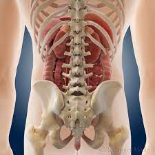 Aufbau Des Bauches Korperliche Untersuchung Abdomen Befunddolmetscher
