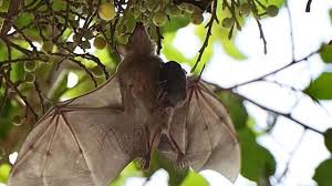 There are many scenarios where bats tried and succeed to fee. Social Distancing Is Used Among Bats To Prevent Epidemics Slashgear