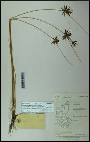 Image result for Pycreus flavidus