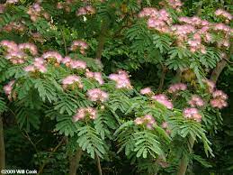 May 15, 2021 · way back in 1924, the north carolina state art society was formed with a mission to create a movement toward establishing an art museum in the north carolina. Silktree Mimosa Albizia Julibrissin