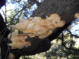 Unfortunately, this is one of those questions that have both a yes and no answer. Oyster Mushrooms Ringtail Cats