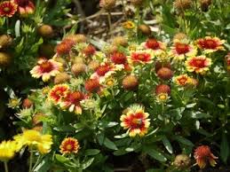 Image result for Bonatea pulchella
