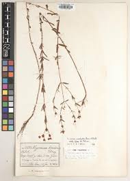 Image result for Psorospermum mechowii