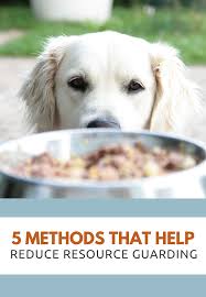 Food aggression in dogs is the term used when a dog shows behaviors such as growling or snapping to convince humans or other animals to stay away from you can learn how to stop food aggression in dogs if they show signs of mild or moderate aggression. 5 Methods That Will Help Reduce Resource Guarding Puppy Leaks