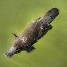 Pin By Blixus Vixus On Animal Australia Animals Australian Native Animals Animals Amazing