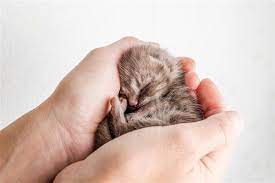 Stages Of Kitten Development Every Cat Lover Would Want To Know Cat Appy