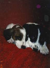 Maybe you would like to learn more about one of these? Now There S Help For Families Struggling With Vet Bills For Sick Pets