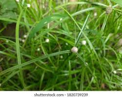 Image result for Kyllinga stenophylla