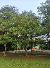 Image result for Terminalia mantaly