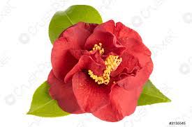 Flor De Camelia Roja Con Hojas Estambre Amarillo Y Pistilos Foto De Stock Crushpixel