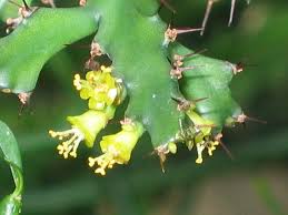 Image result for Euphorbia dawei