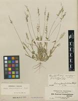 Image result for Urochloa semiundulata