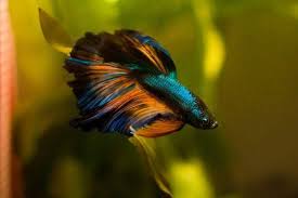 Betta Buddy On Twitter In 2020 Kampffisch Gefullter Fisch Betta Aquarium
