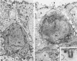 Merkel cells are named after friedrich s. The Development Of The Merkel Cells In The Tentacles Of Xenopus Laevis Larvae Semantic Scholar