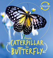Qed Lifecycles From Caterpillar To Butterfly Scholastic Shop