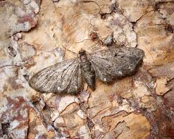 Image result for Eupithecia tripunctaria