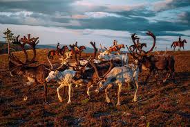 Upload your pictures from the mountain resort idre fjäll in nothern dalarna in sweden. Sommar Pa Idre Fjall Idre Fjall