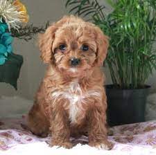 Cavapoo Puppy For Sale In Gap Pa Adn 72093 On Puppyfinder Com Gender Female Age 7 Weeks Old Cavapoo Puppies For Sale Cavapoo Cavapoo Puppies