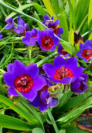 Image result for Babiana