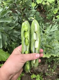 Bean Beans's Instagram, Twitter & Facebook