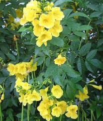 Maybe you would like to learn more about one of these? Buy Tecoma Stans Yellow Bells Online Peppyflora