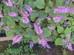 Image result for Plectranthus fruticosus