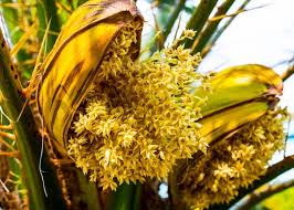 I suoi fiori spuntano in pieno inverno, sono grandi e bianchi, hanno un diametro fino a 8 cm con un cuore centrale giallo. Palma Nana Chamaerops Coltivazione