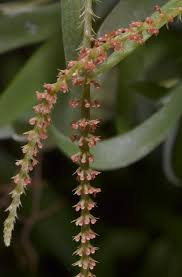 Image result for Oberonia