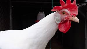We did not find results for: Leghorn Chickens Stunning Egg Laying Fowl That Come In Every Color The Featherbrain