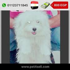 مصر المنصورة ذكر جريفون عنده 6 شهور pet4sell dogs animals