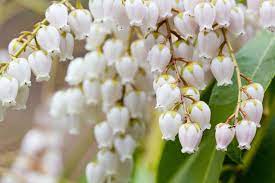 The green of the leaves and the snowy whiteness of the flowers would make a great looking contrast with a dark. In Bloom Andromeda Love Flowers Bloom Flowers