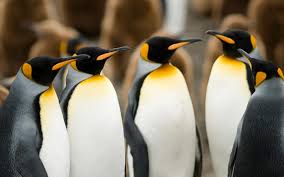 Penguins lay their eggs and raise their babies on land. Penguins Learnenglish Teens British Council