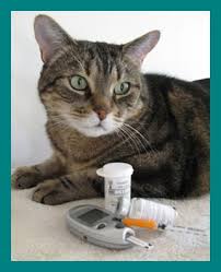 Insulin And Starting Scales Diabetic Cat Care