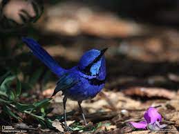 blestyashij raspisnoj malyur malurus splendens nebolshaya ptichka vstrechayushayasya tolko v avstralii hubsche vogel