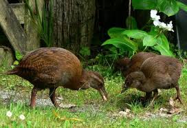 Weka Wikipedia The Free Encyclopedia Vulnerable Species Wild Birds Birds